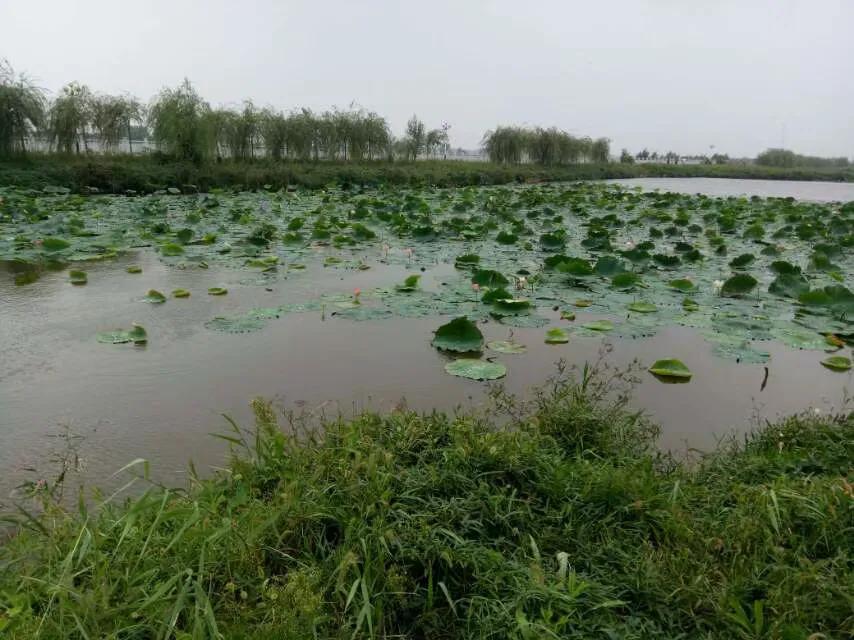 油混装了
面包召回了
辣条退回了
鸡蛋出问题了
自来水出问题了
出口的阳光玫瑰也