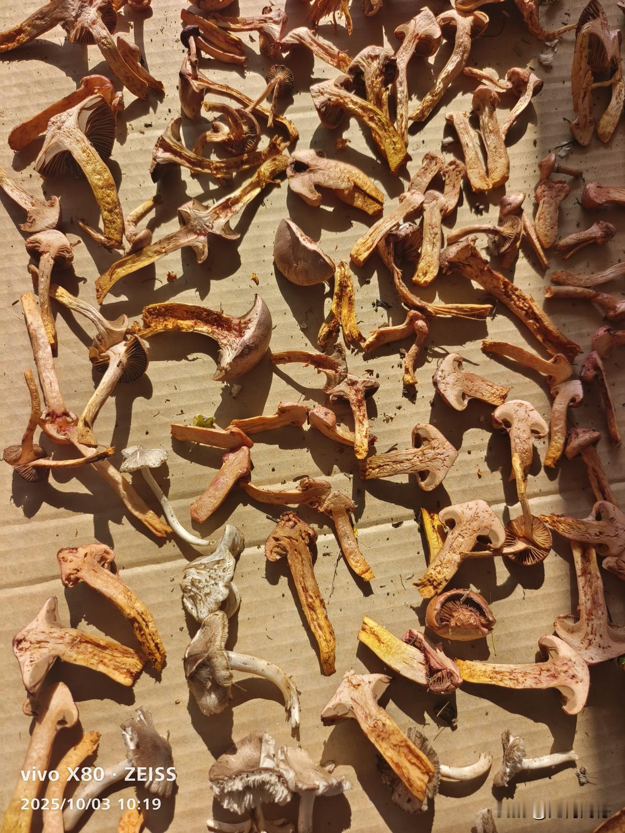 秋季无论是买来的红蘑，还是自己采摘的红蘑，表面看质量都不错，但为什么扒开之后里面
