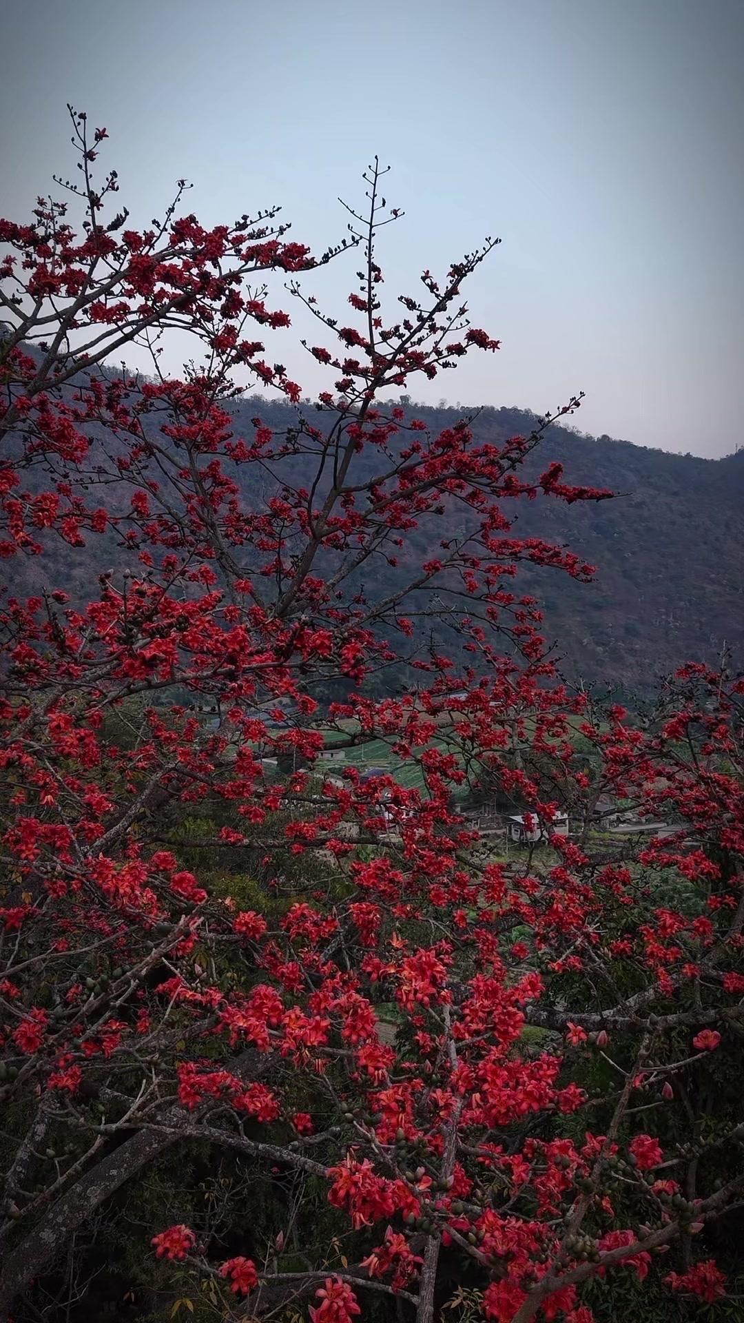 去了趟郊外观赏木棉，满树火红太震撼了！
木棉花从不与绿叶争春，独自热烈绽放，难怪