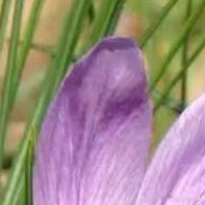 微公益种植藏红花怎么种植？选地、播种、养护全攻略！宝子们🧐，想自己种藏红花？这