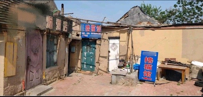 第一次见乡村风猫咖 