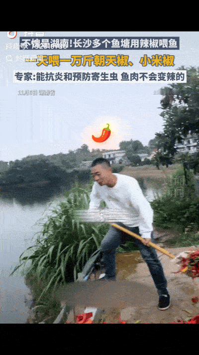 “人怎么可以这么聪明！”湖南养鱼人匡先生发现辣椒价格便宜，突发奇想能不能拿来喂鱼