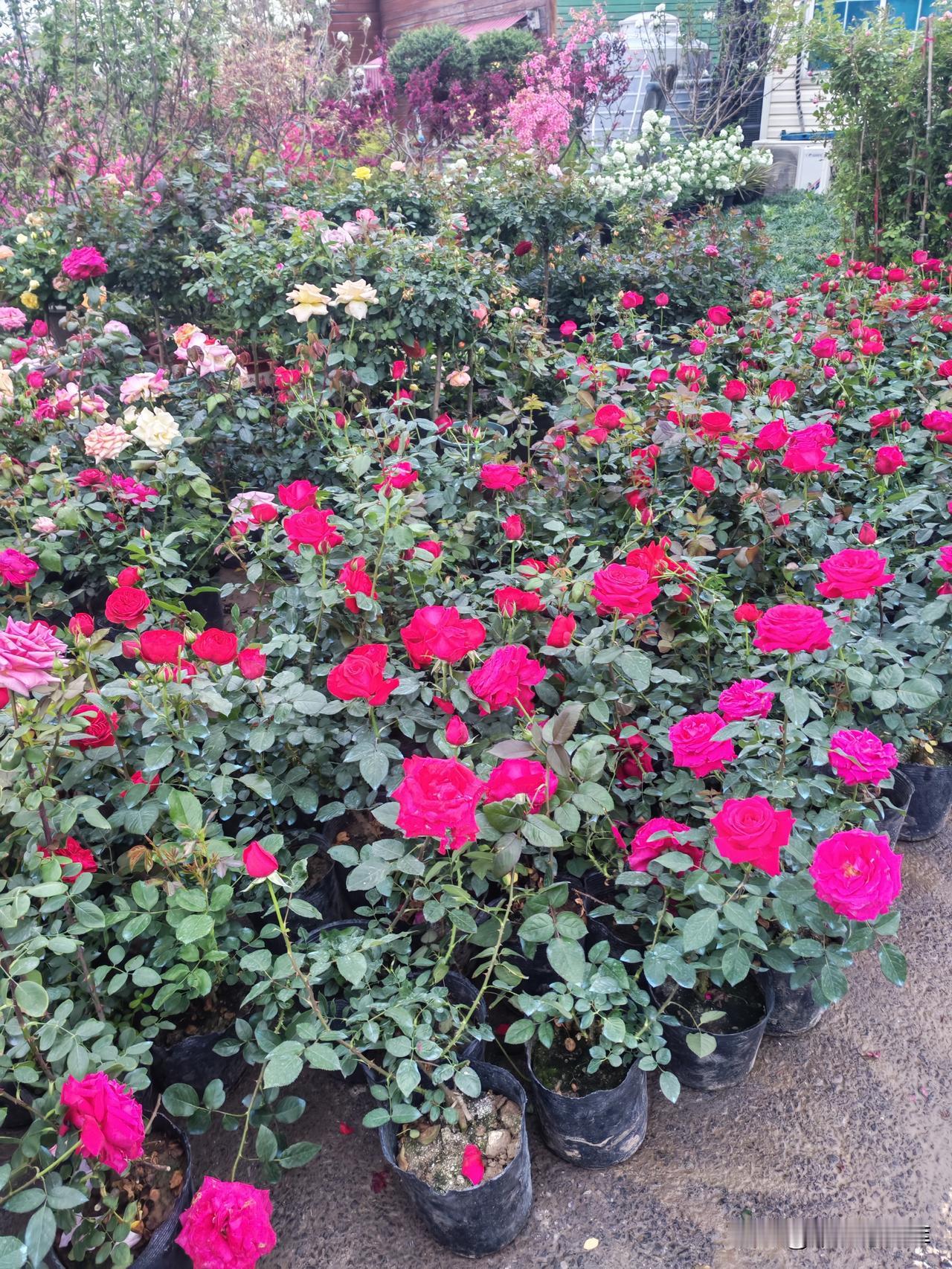 我现在不理解工人们的建议。正在思考中，犹豫不决。
我有个苗木场，几乎每夭有三十多