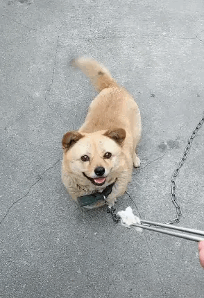只要肉在筷子上，田园犬始终不会抢，扔地上才捡吃，百试百灵，它特别懂事，并且在指示