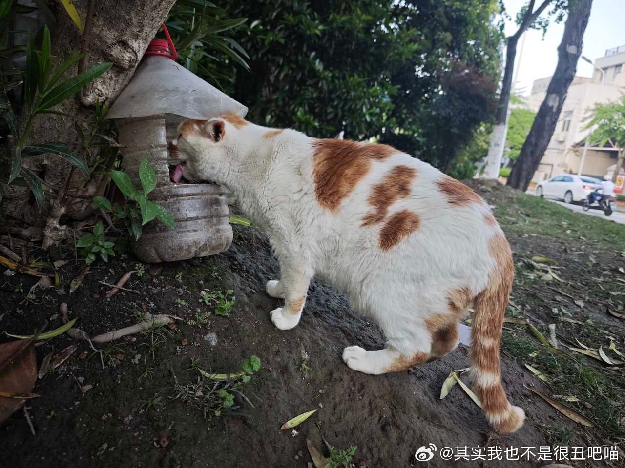 49904【丑猫】展示猪肝 