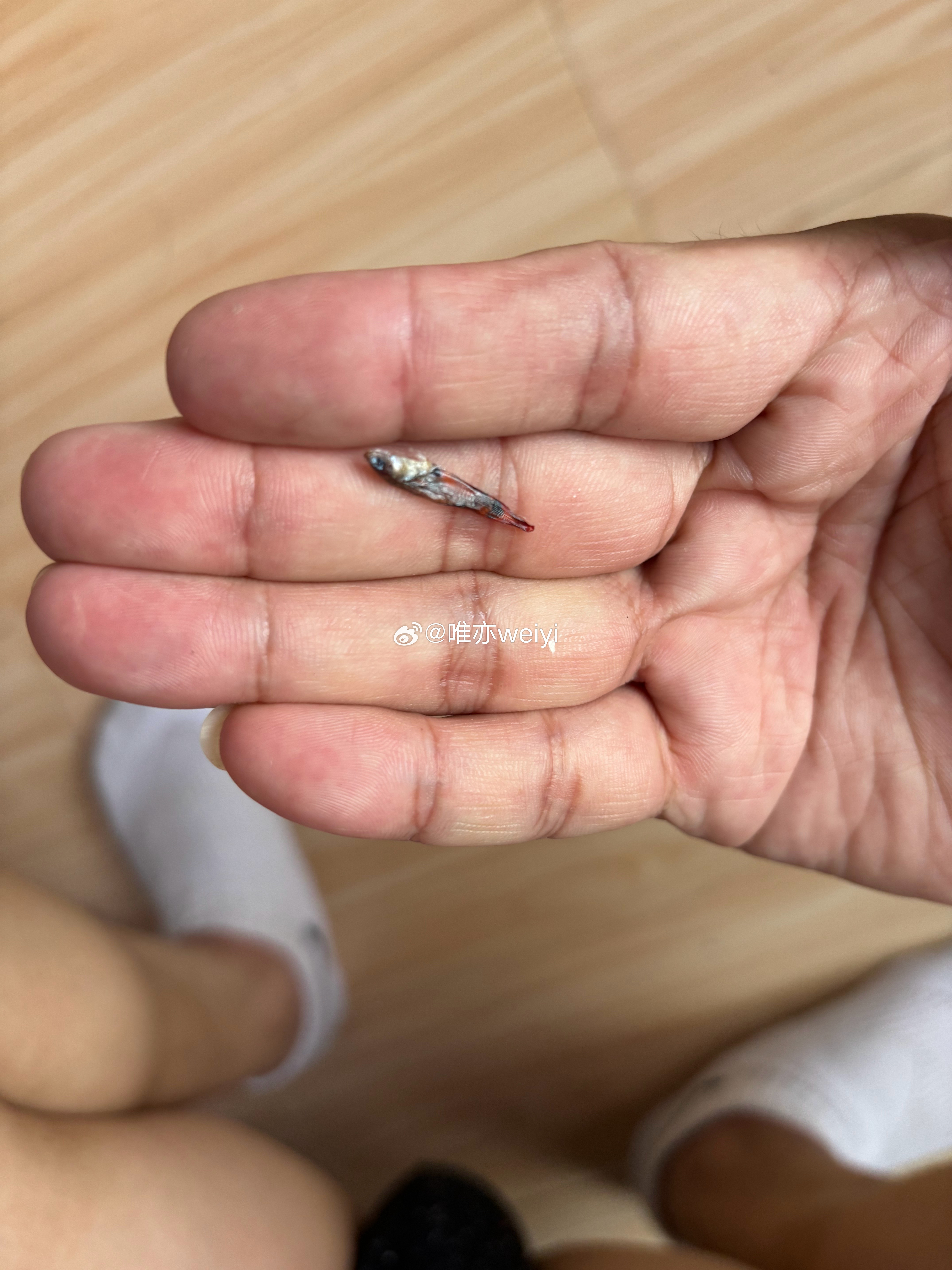 喂鱼的时候发现，有一条小鱼跳出鱼缸，变成了鱼干……🐟😑 