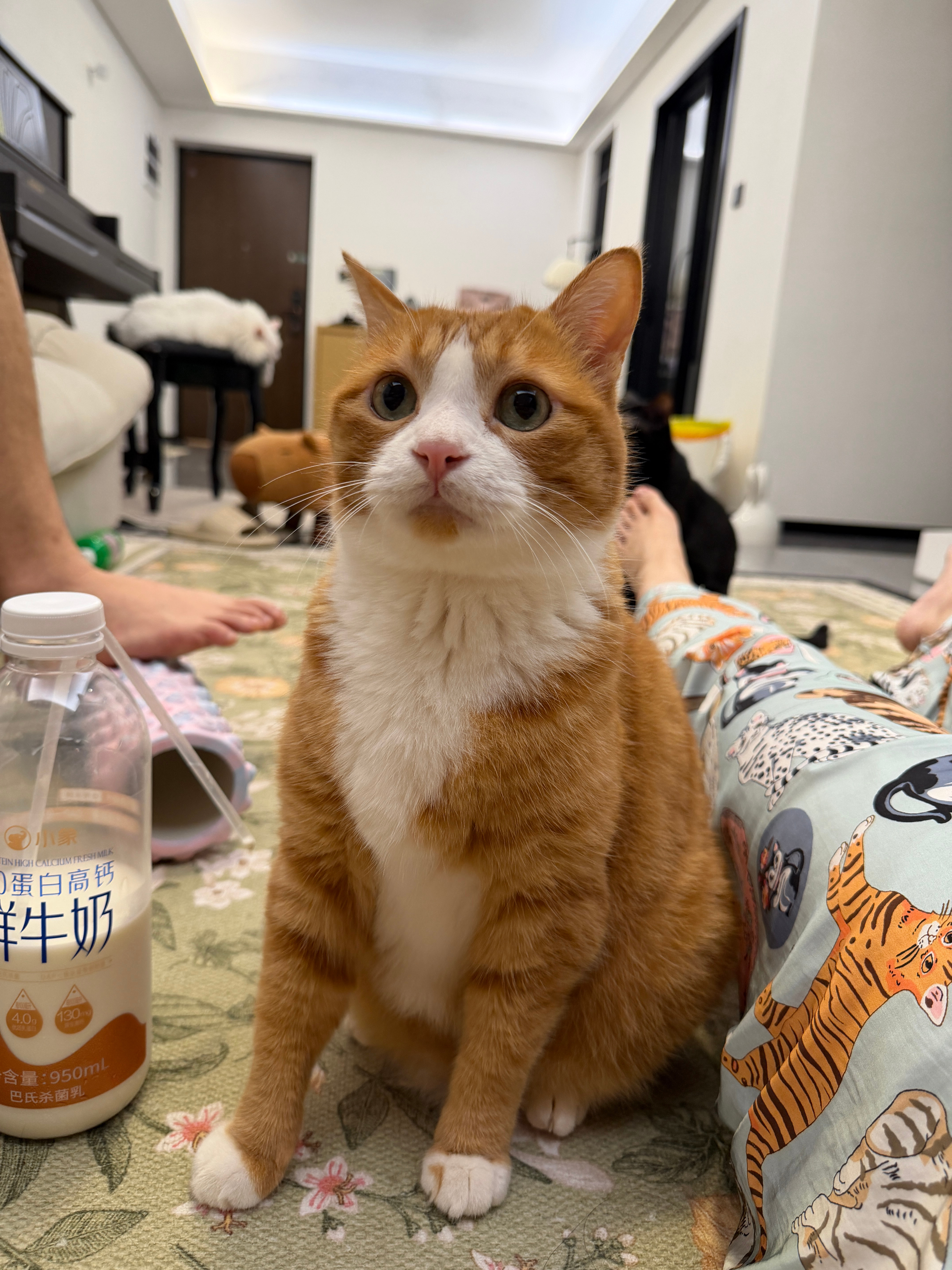 随便一点破烂东西就可以让咪猫兴奋～咪包奇