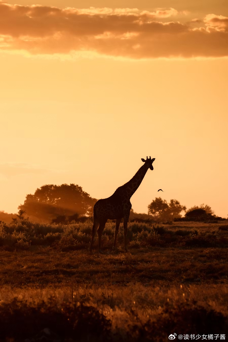 🦒🧡 