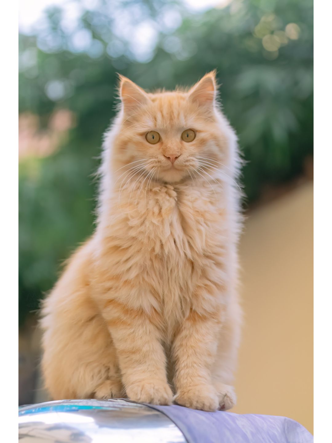 橘猫图鉴｜图10像是被压了五百年