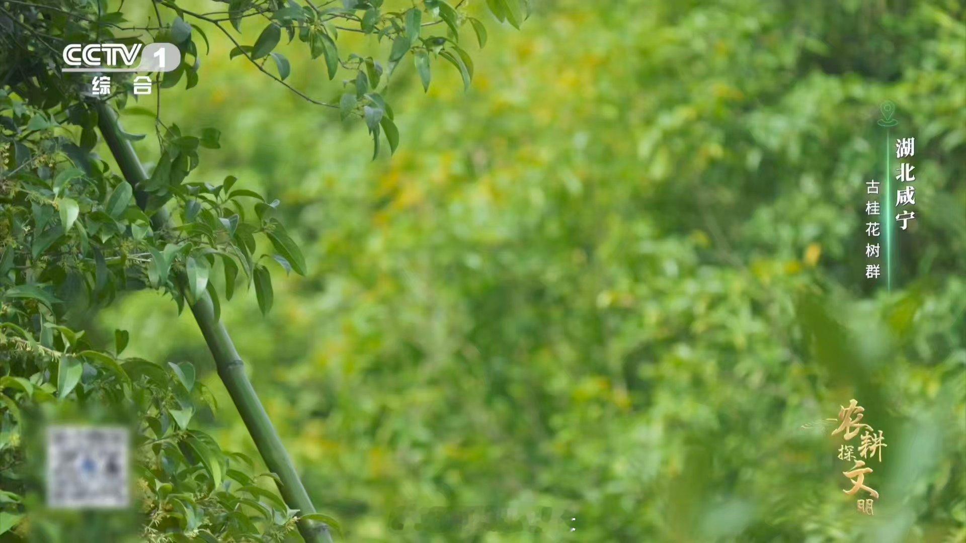 真的看到了桂花雨在咸宁，桂花不仅是一种花香，更是一门时间的艺术。花农用世代相传的