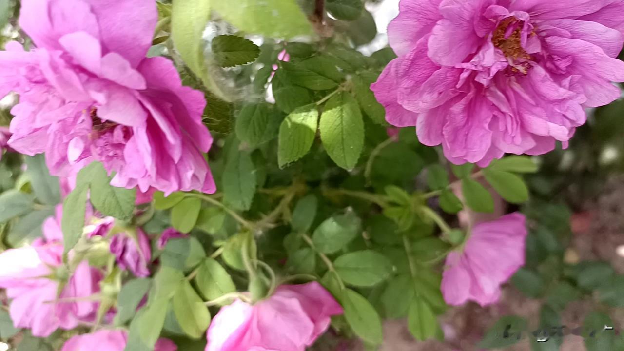 下联：松柏山门池看云，求上联兰菊水榭栏赏雾