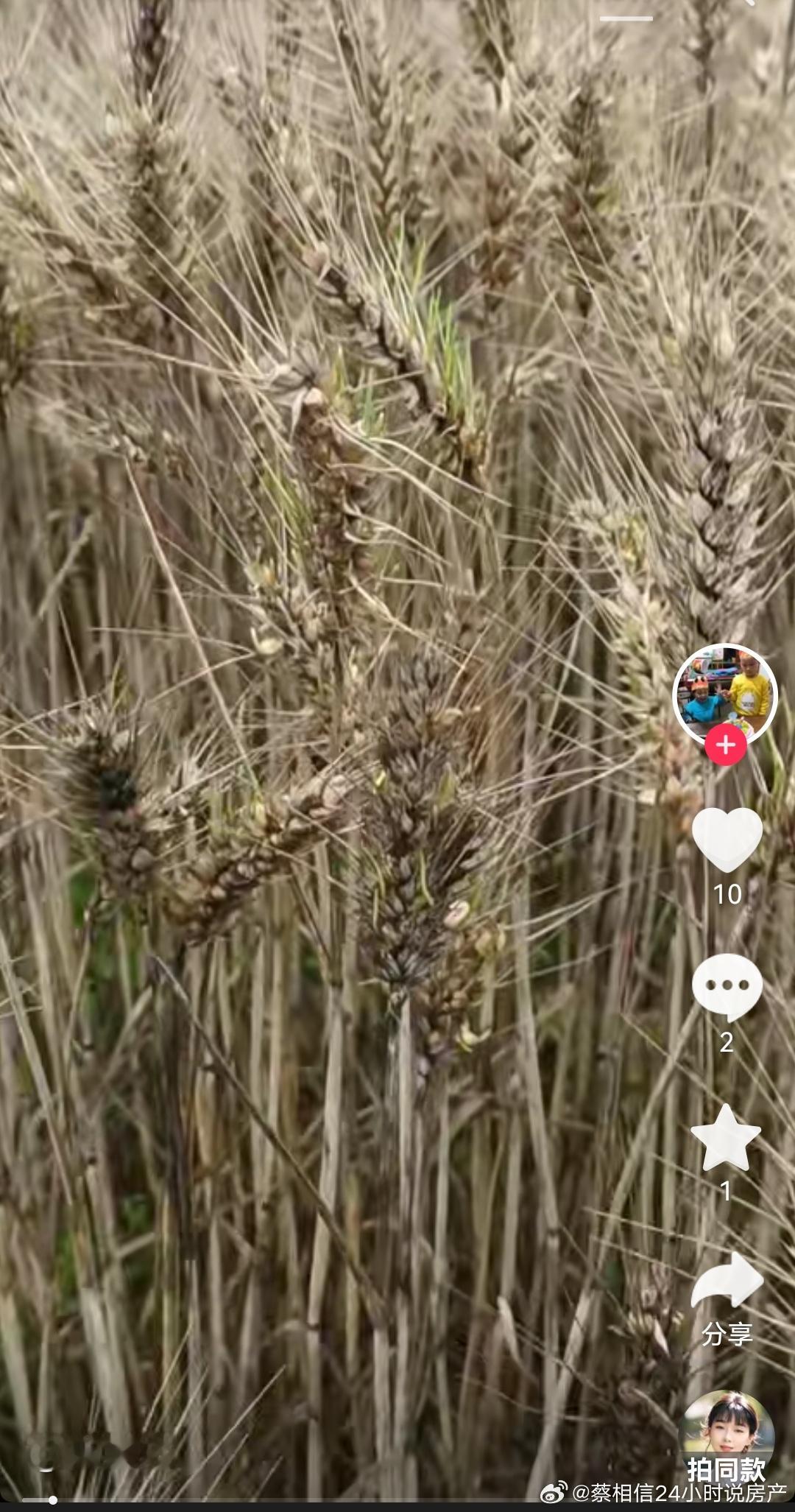 湖北襄阳今年遭遇了非常非常严重的雨灾，小麦现在开始发芽了，一发芽后，小麦粒就会只