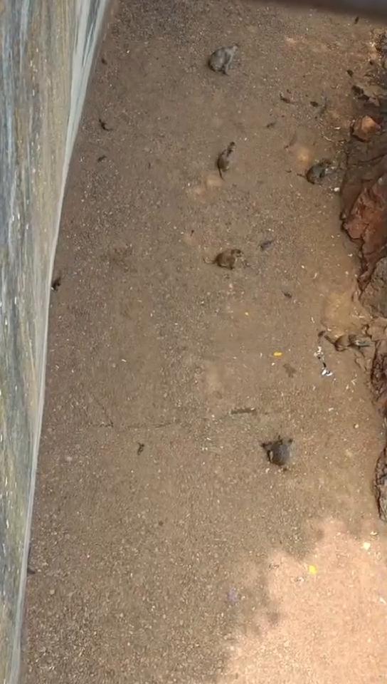 昆明动物园，这猴山上这耗子是养的还是野生的？