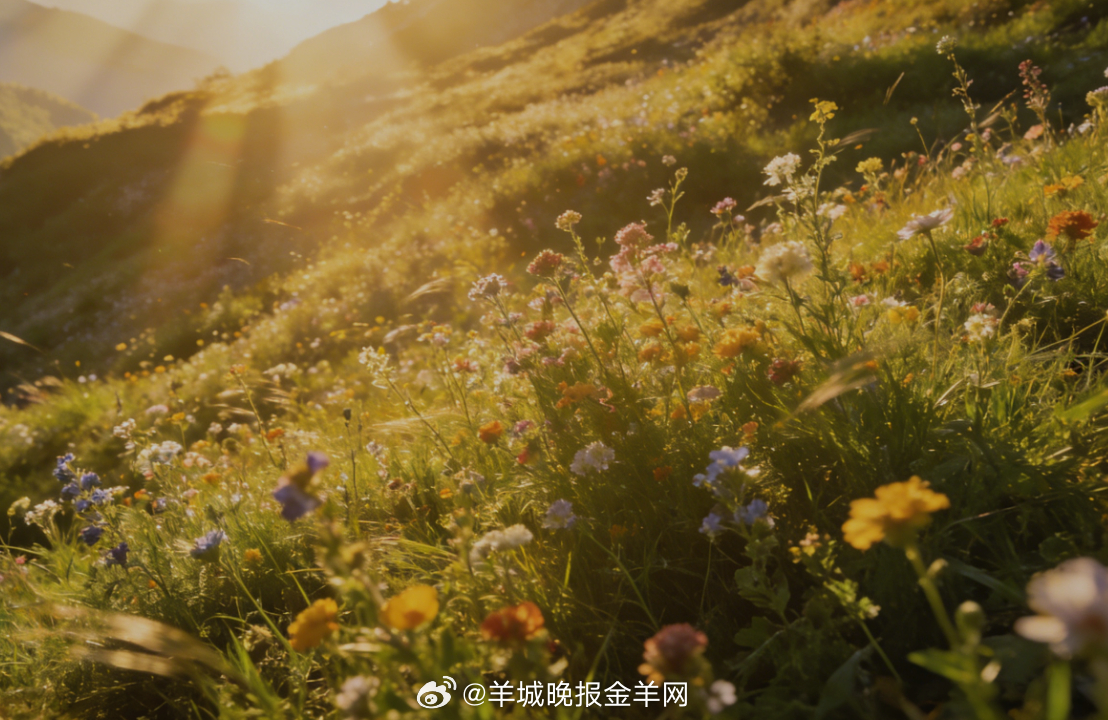 #早安# 春风漫过开满花草的山谷，花香与微风轻轻相拥，阳光温柔洒落，愿你带着这份