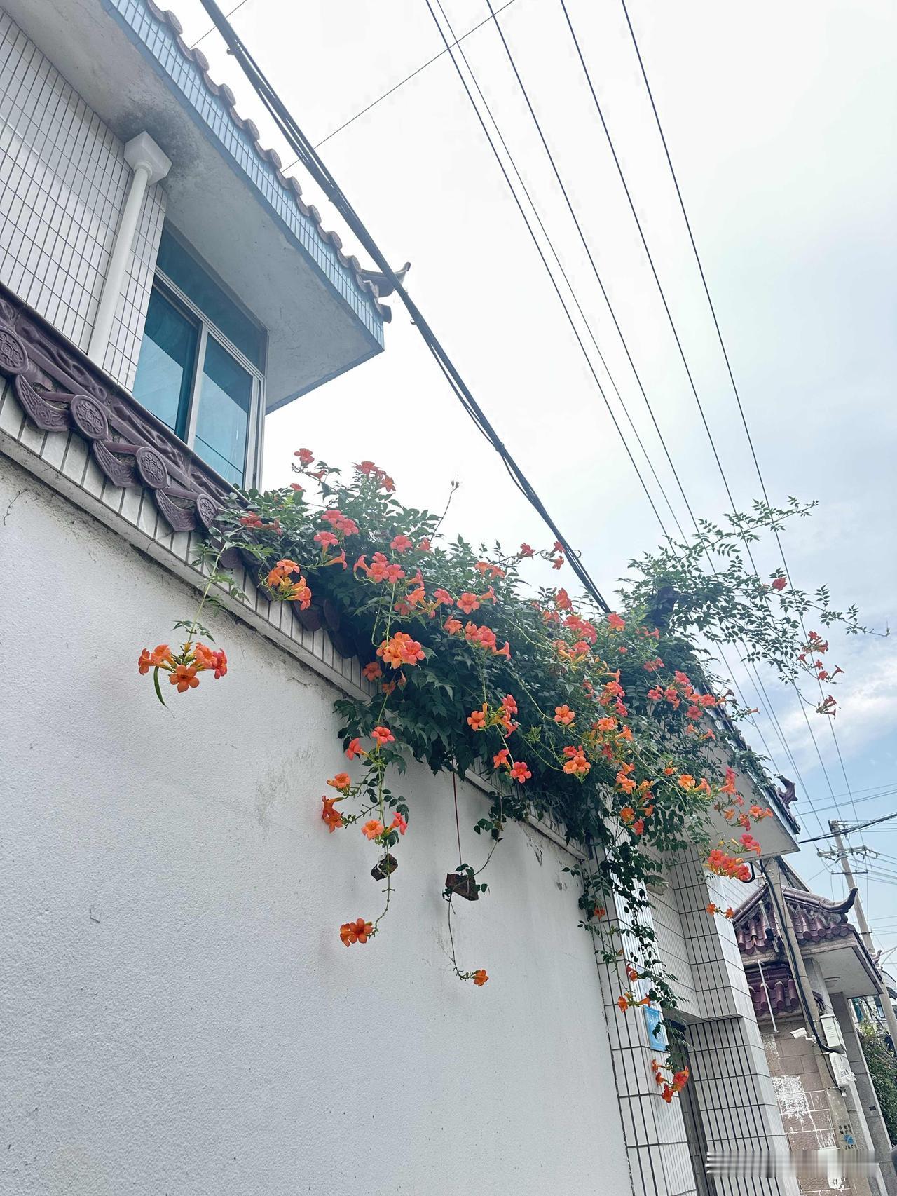 偶遇院墙上肆意蔓延的凌霄花，朵朵明艳，把平凡的角落装点得格外好看。
