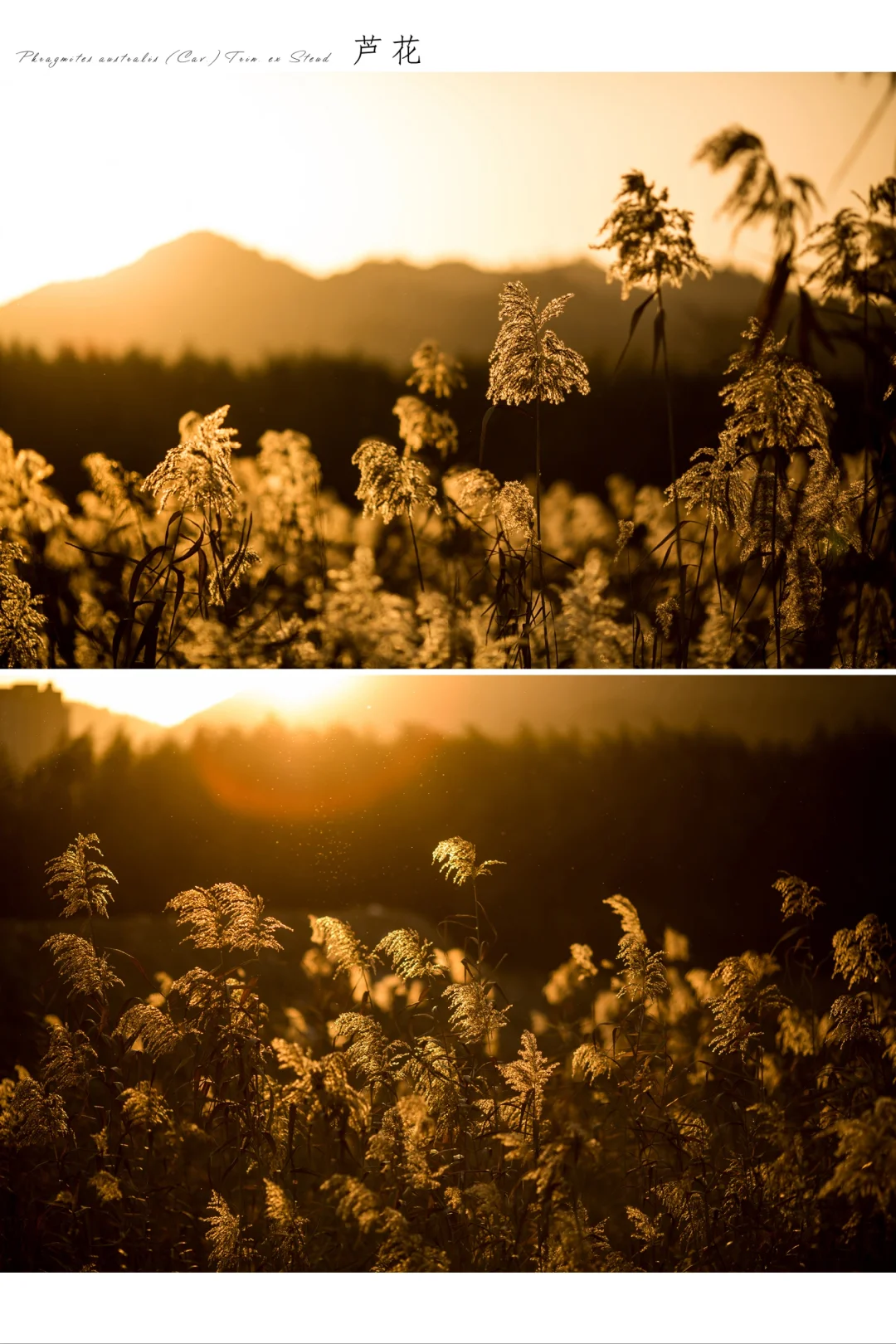 夕阳山外山|一年看“芦花”。
