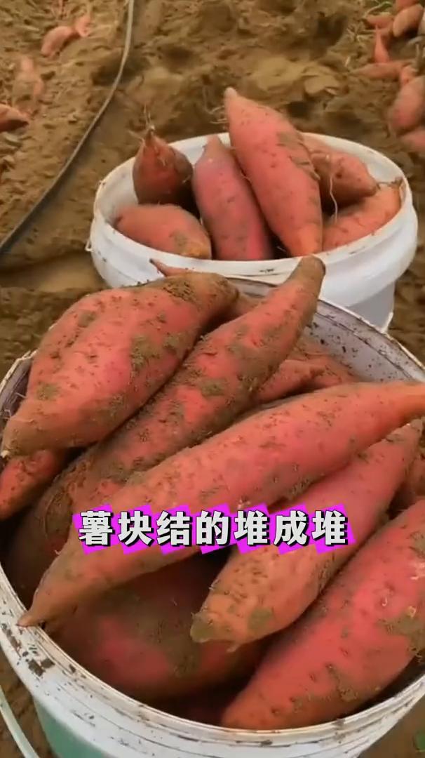 村里80岁的老爷爷常用的红薯高产口诀，一颗红薯结一堆。
村里80岁的老爷爷总结了