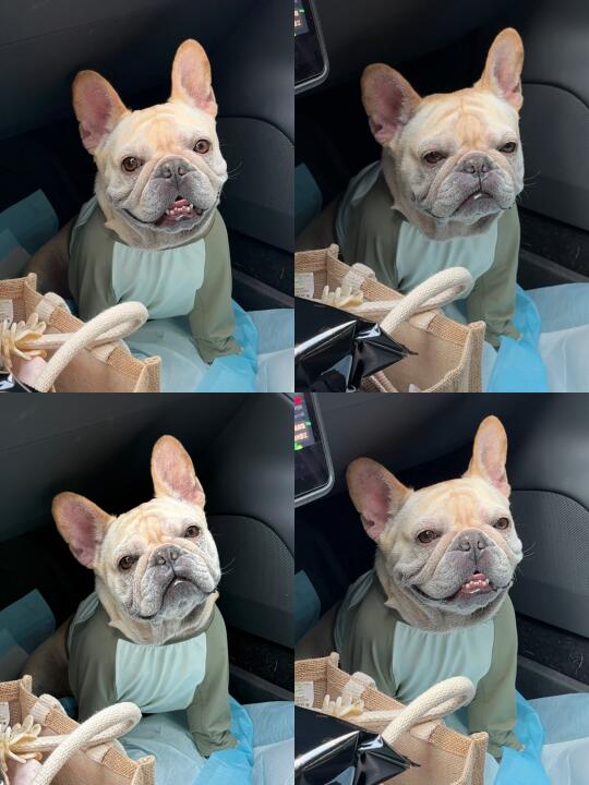 法斗日常🐶没有技巧 全是live