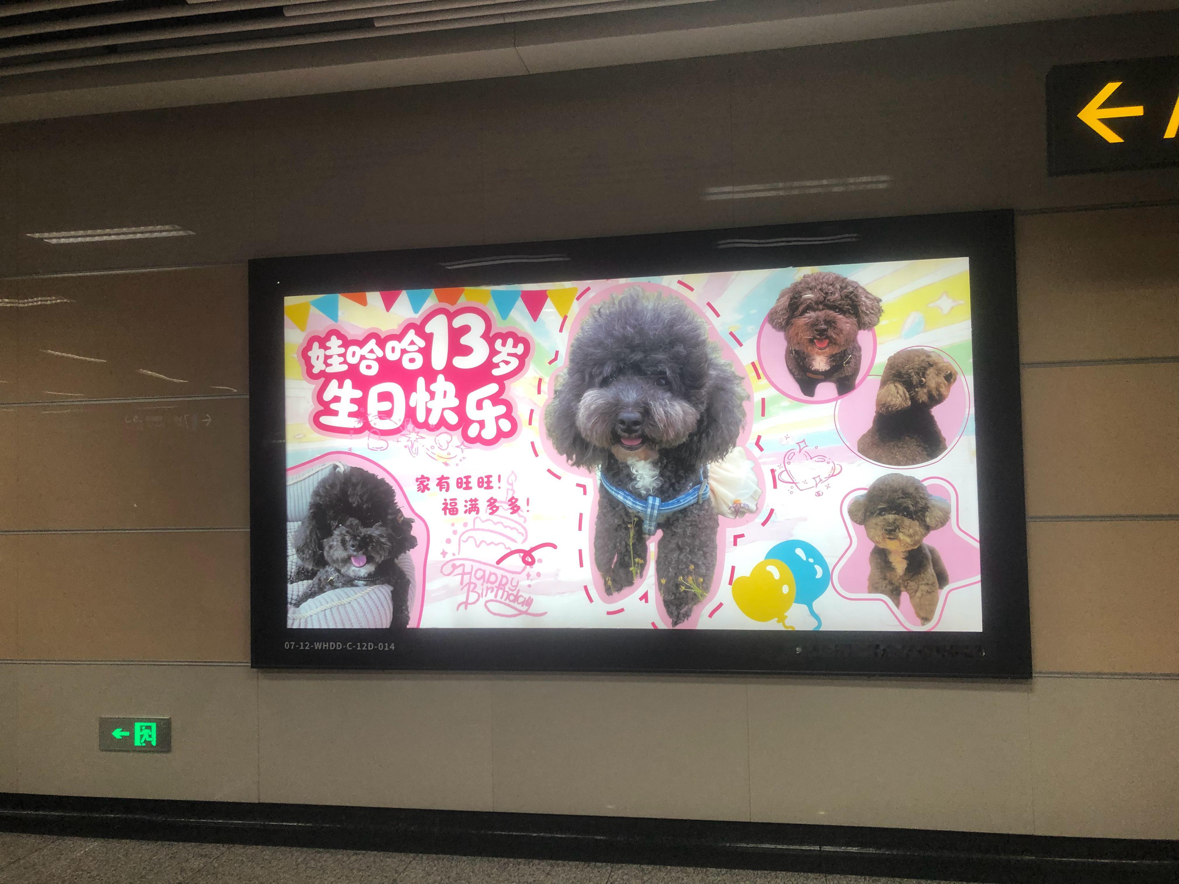 遇见给自己的狗狗买大屏过生日的