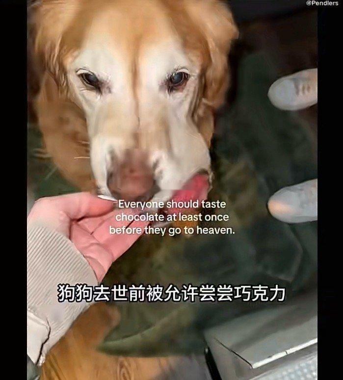 狗狗临终前被允许尝巧克力拒绝表演式的爱！巧克力对狗有剧毒，因为狗体内缺乏代谢可可