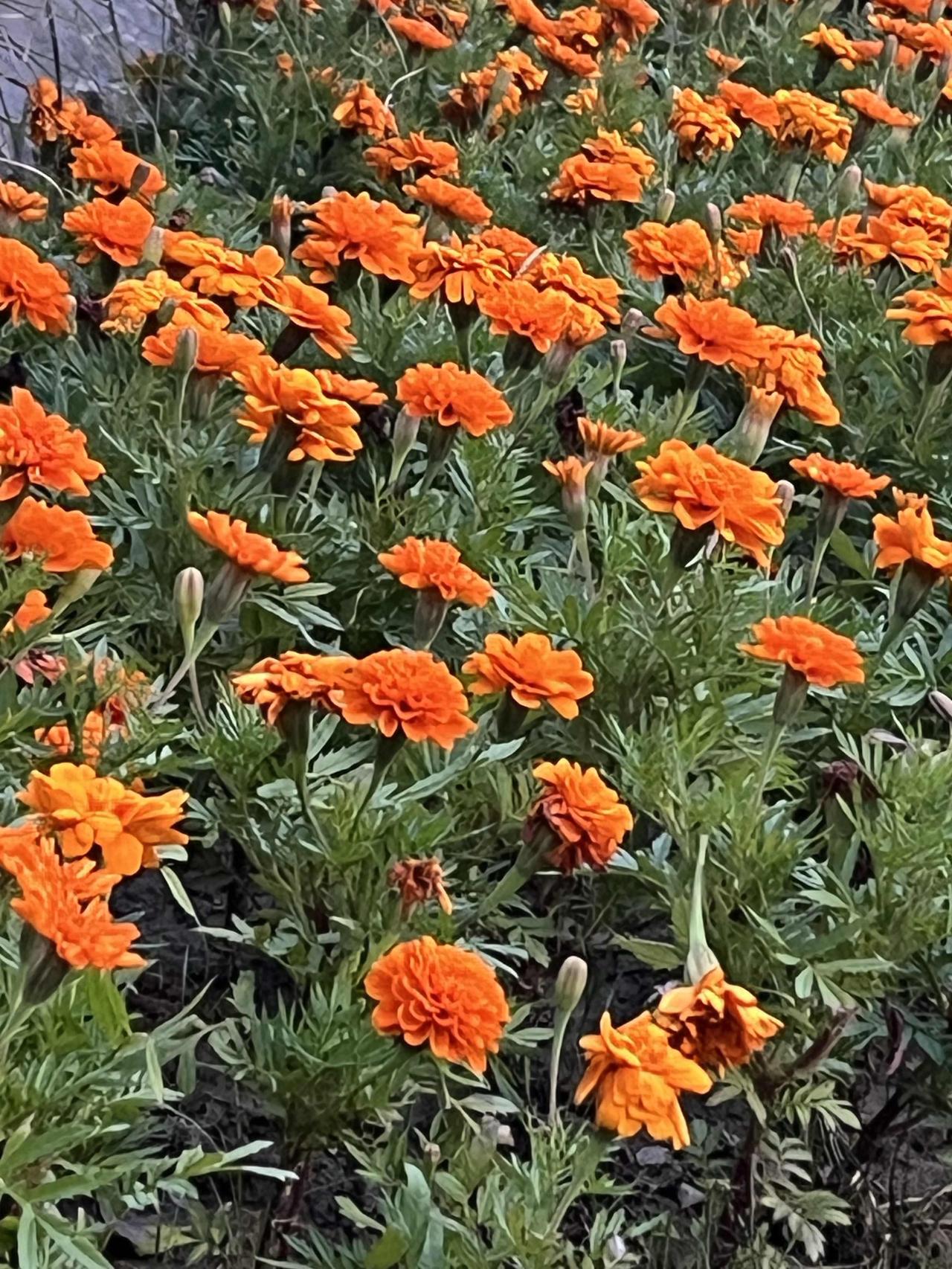 神神叨叨的养生课少听，最高级的续命法就三个词：
闭嘴。独处。睡够。

第一，睡够