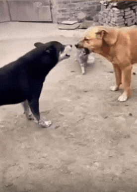 家里有几个"猫朋鸡友"，打起架来都有底气。
小黑到大黄家里来闹事，它千算万算都没