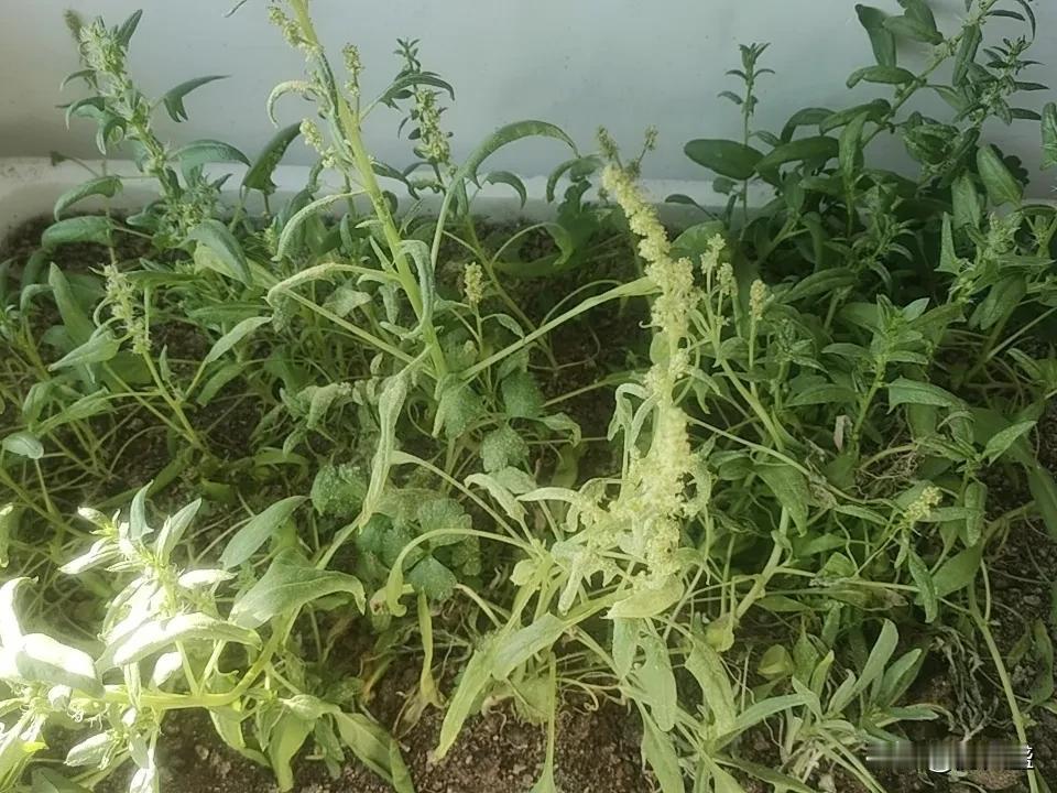 冬日生活打卡季 冬日生活，处处藏着小确幸，打卡季就是要把这些美好记录下来。清晨阳