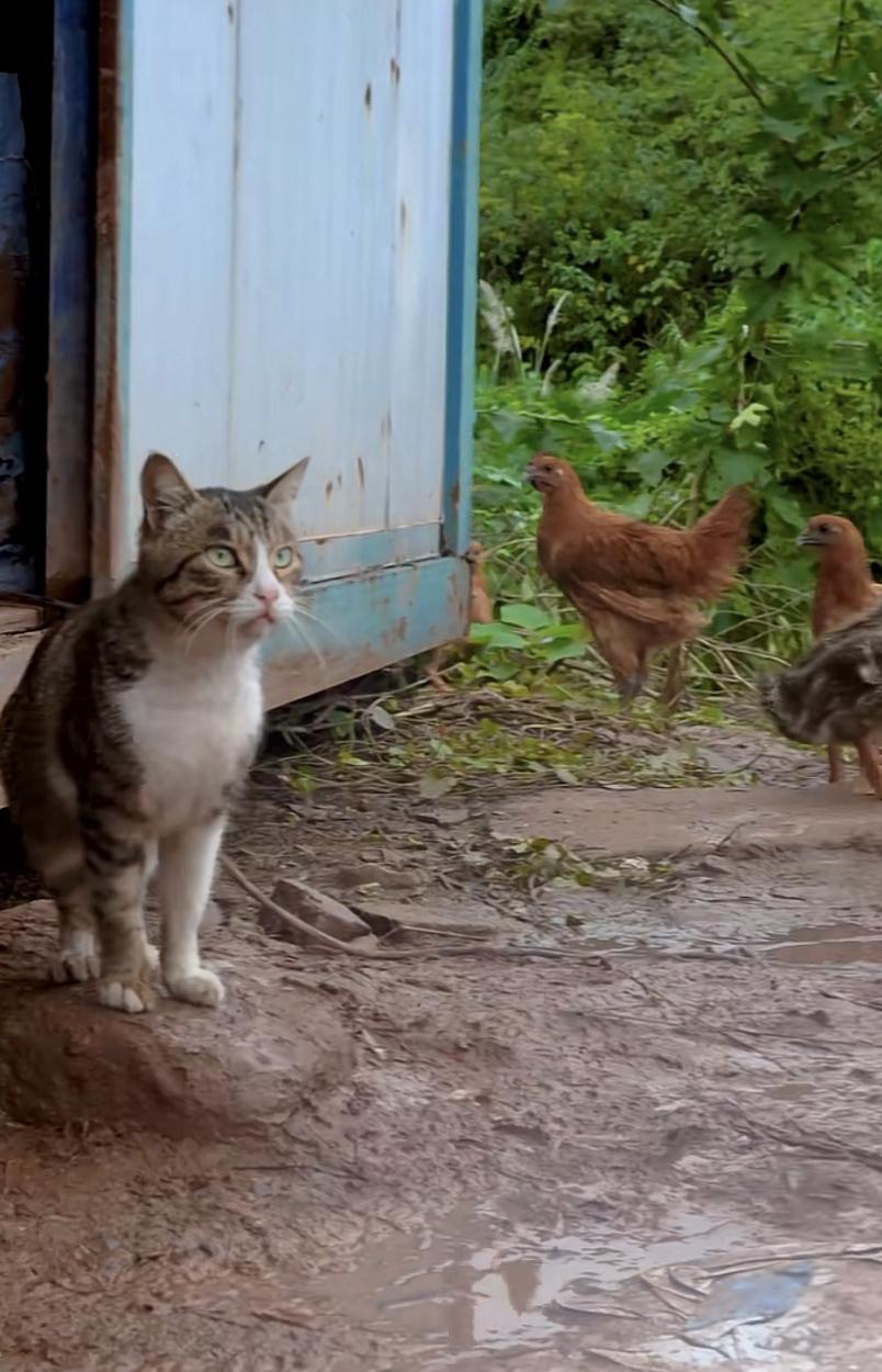 徐三娃的丈母娘家房子盖好瓦，鸡鸭猫狗都养起，越来越热闹了！

徐三娃丈母娘这边房