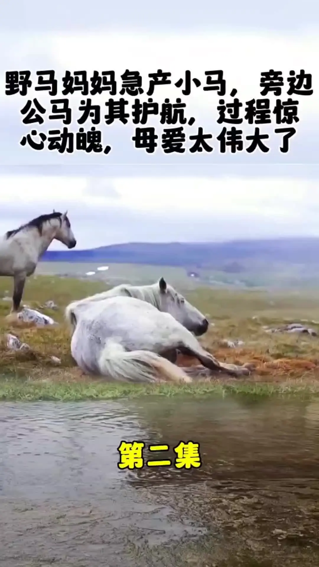 动物世界 动物的迷惑行为 我的观影报告
