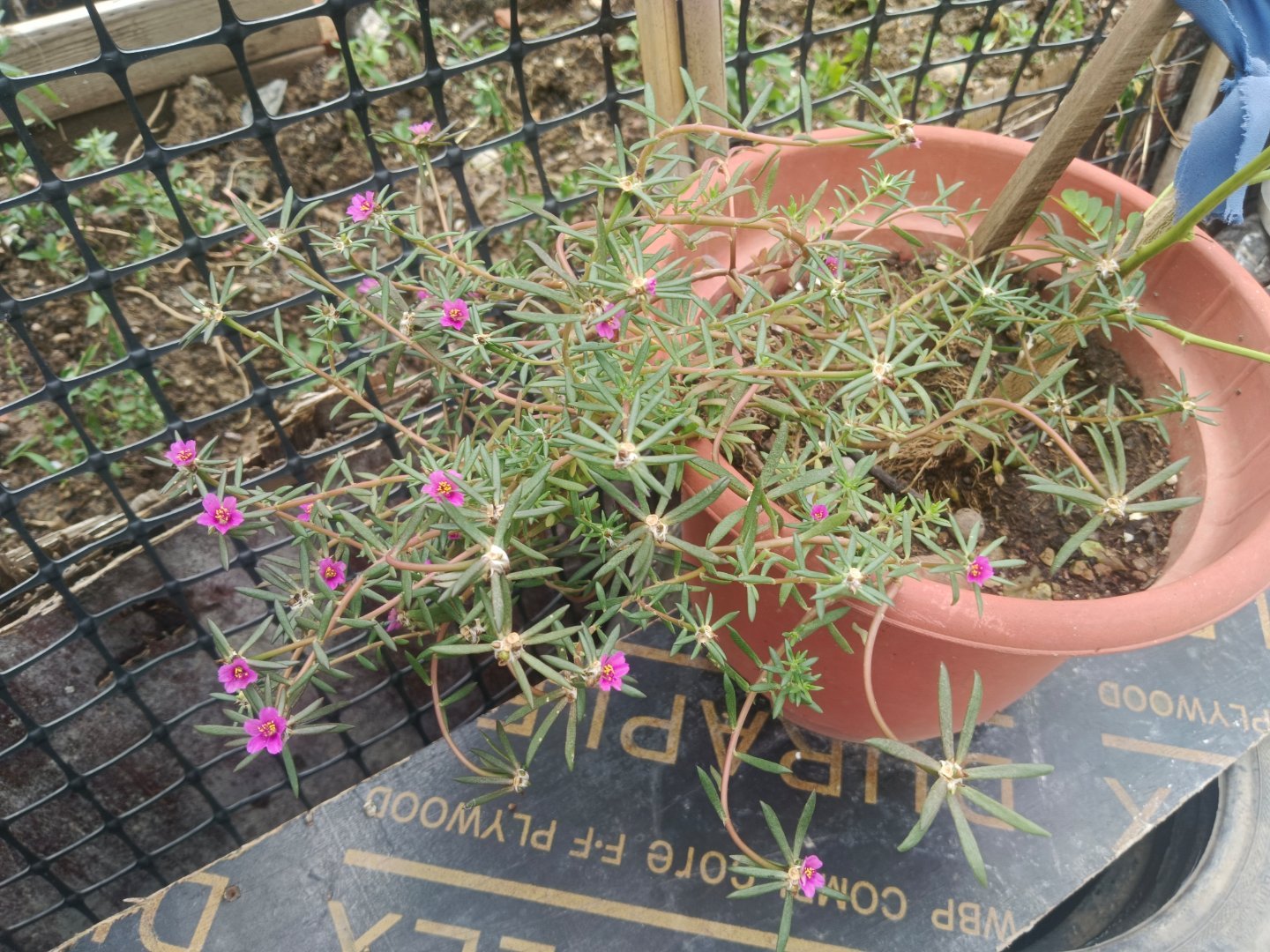 这是营养不良的太阳花？还是返祖现象？ 
