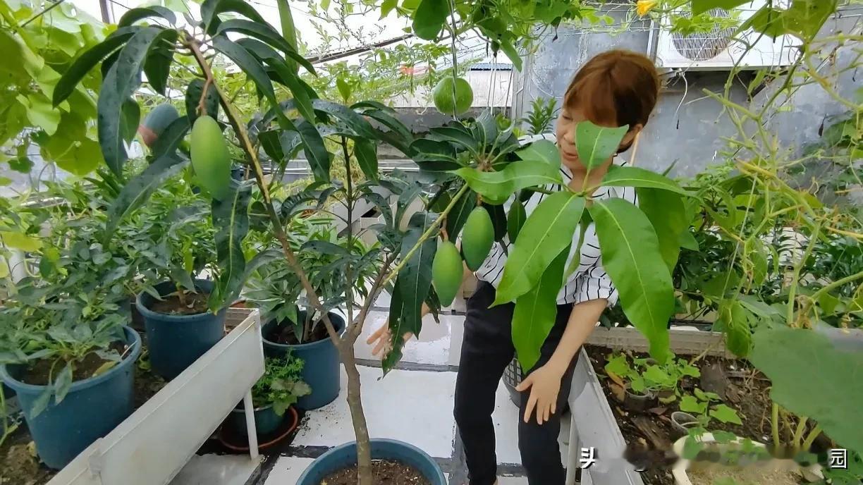 #芒果树,不易栽活吗?#芒果树很容易种呀，我们楼顶盆栽芒果树，种嫁接苗，用锯末沤