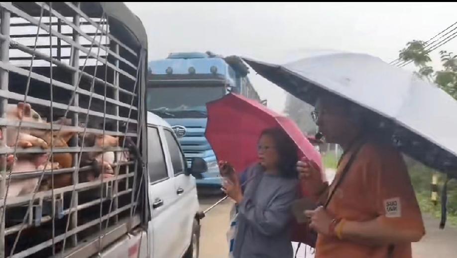 4月2日，广东茂名。某动物保护组织从一屠宰场解救了1950头小乳猪，送往沈阳护生