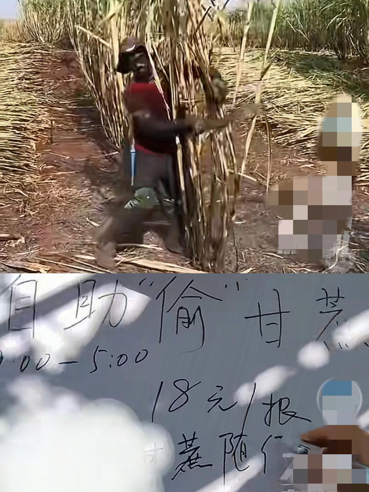 这法子到底是谁想的？浙江一“可偷甘蔗”地成了打卡点，上百网友体验深夜偷甘蔗的乐趣