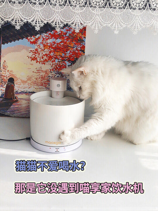 猫不喝水？喵享家饮水机亲测真香！🐾