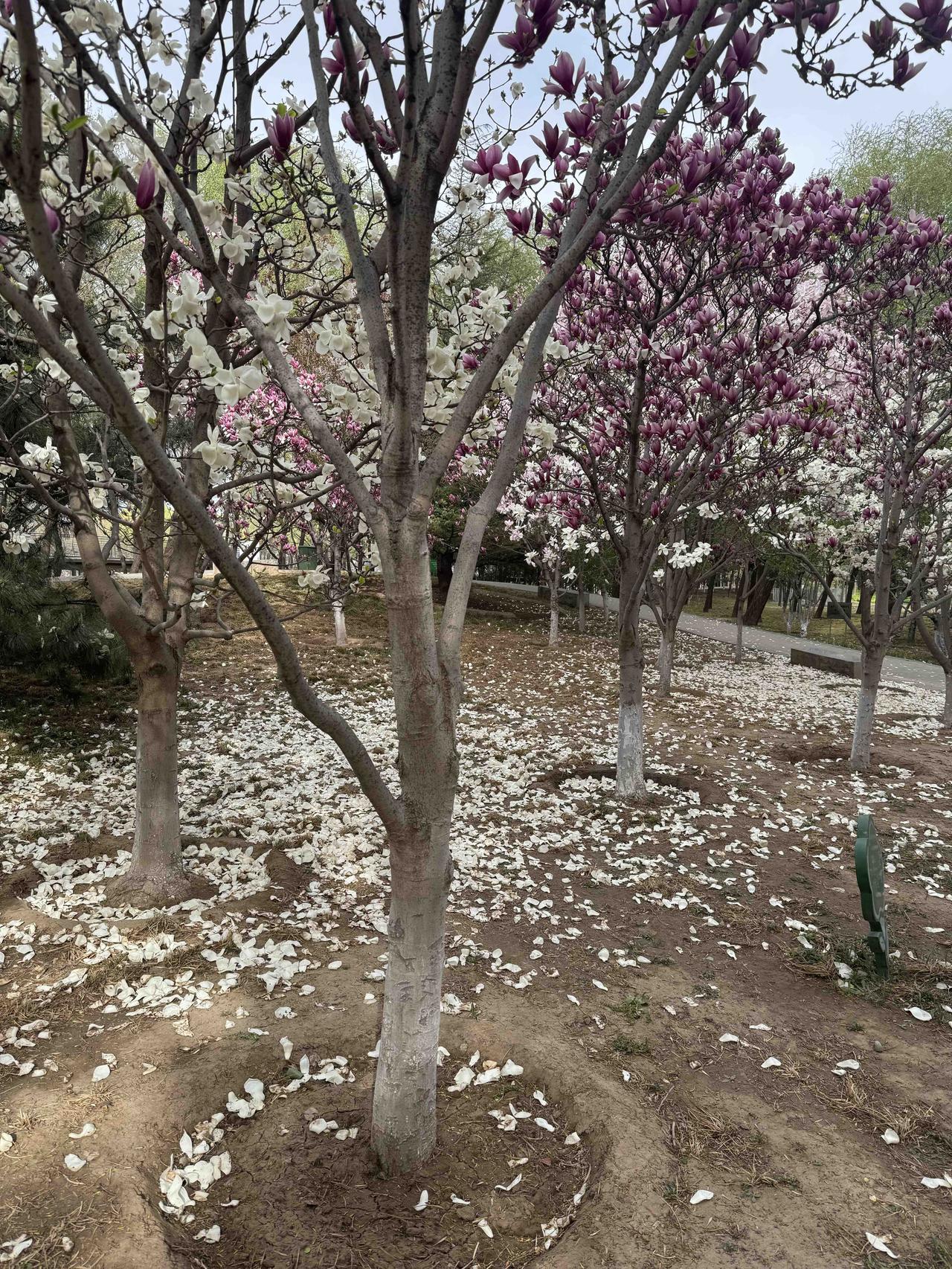 清明

清明时节阵风刮，
满枝芳蕊坠尘沙。
芳魂一去阴阳隔，
从此天涯不还家。