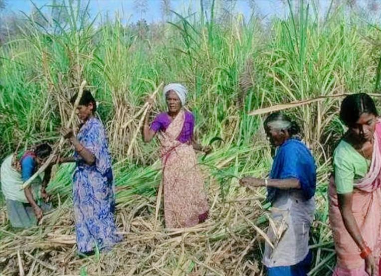 印度又出息了，去年还穷到连自己吃的糖都不够、压根不敢出口的印度今年居然翻身了，一