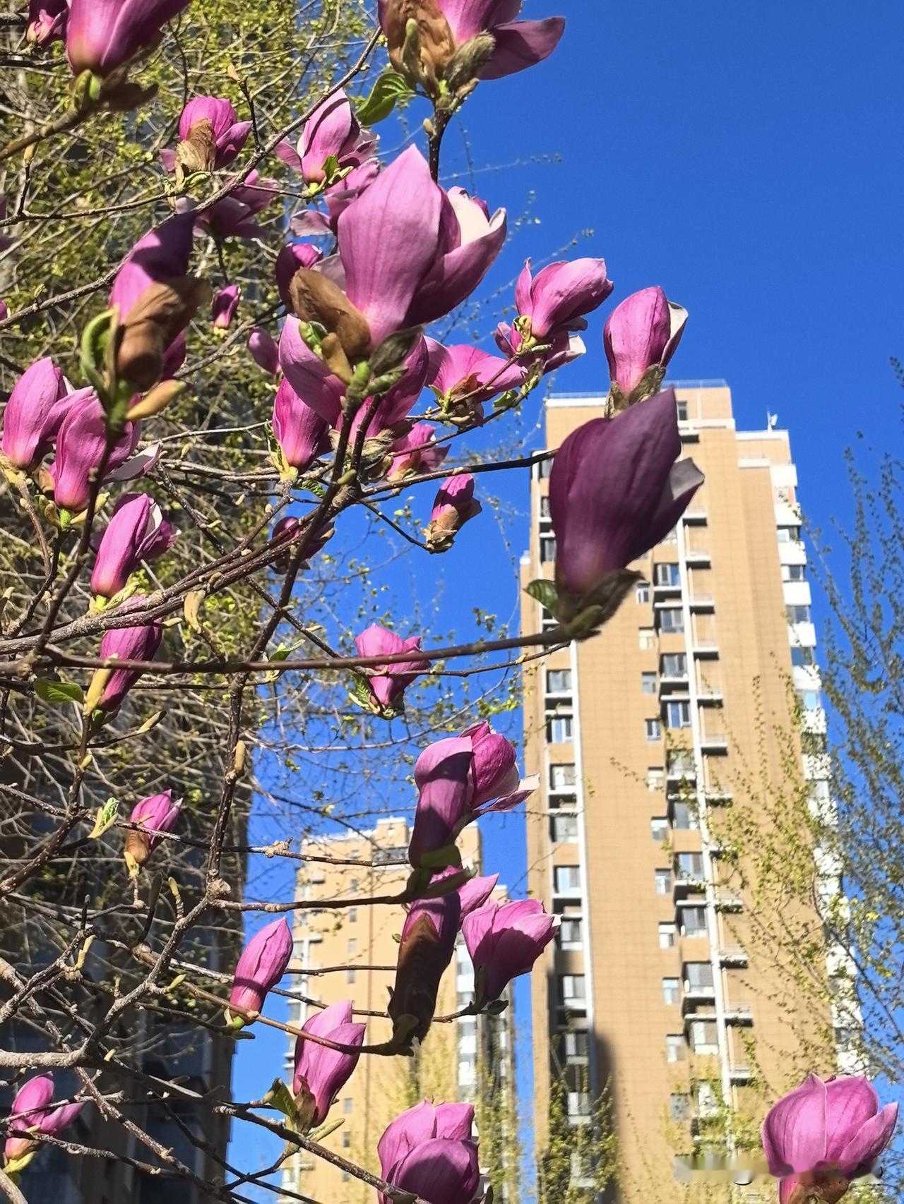 晒图笔记大赛紫玉兰举着满枝的紫，撞进透亮的蓝天里。没有多余的叶子，就那样坦坦荡荡