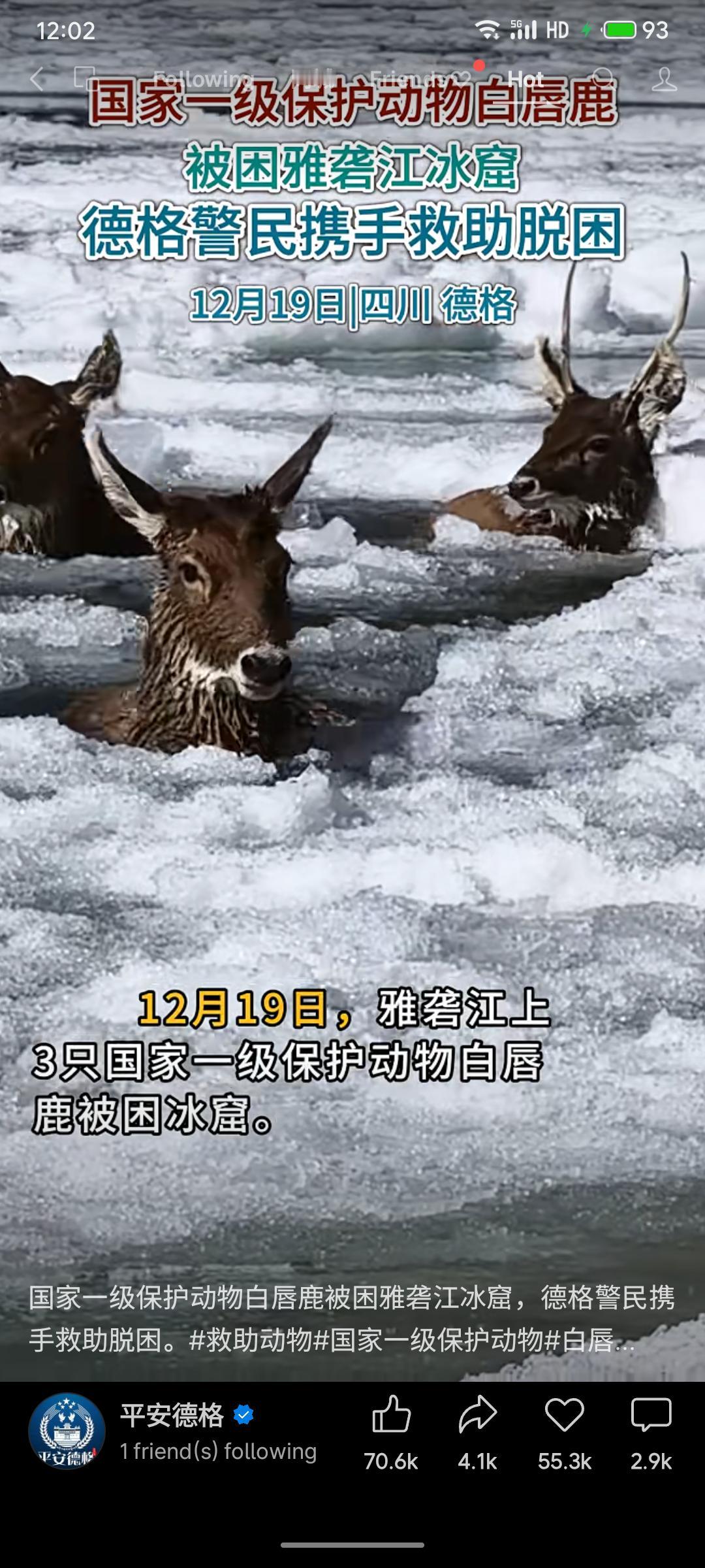 12月19日，四川德格金沙江冰窟中3只国家一级保护动物白唇鹿被困。当地民警与村民