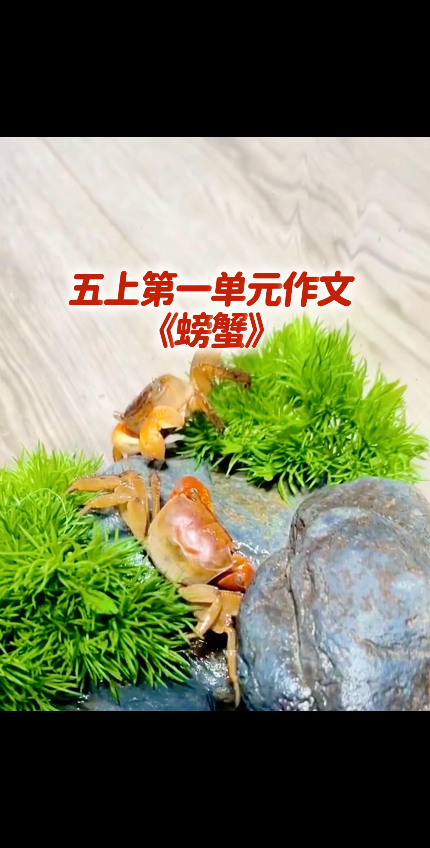 宝贝们，暑假加油哦，快开学……宝妈们，小学五年级上册第一单元作文《螃蟹...