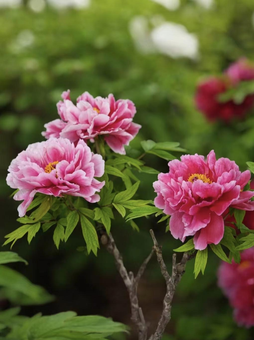 时维暮春，序属谷雨。烟笼青山，雨润芳丛，国色牡丹，于烟雨中嫣然绽放。
谷雨赏牡丹