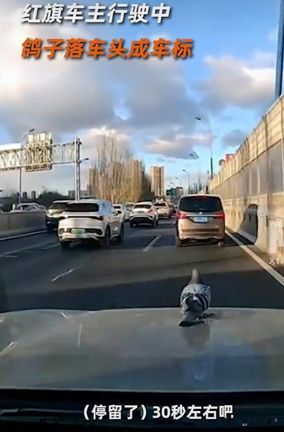向阳视频中，一只鸽子落在行驶中的红旗车车头，成为车标，确实构成了一幅充满祥和寓意
