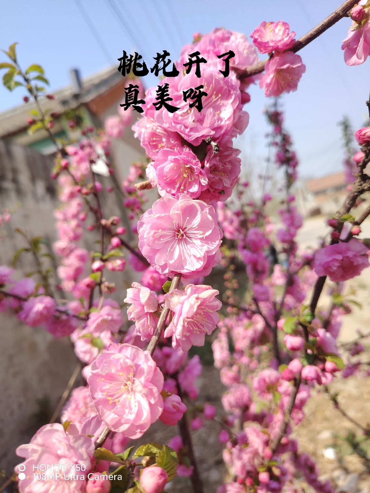 春日生活打卡季春天来了，万物复苏粉红色的嫁竹桃开了，花儿朵朵开，好像乐开了花，争
