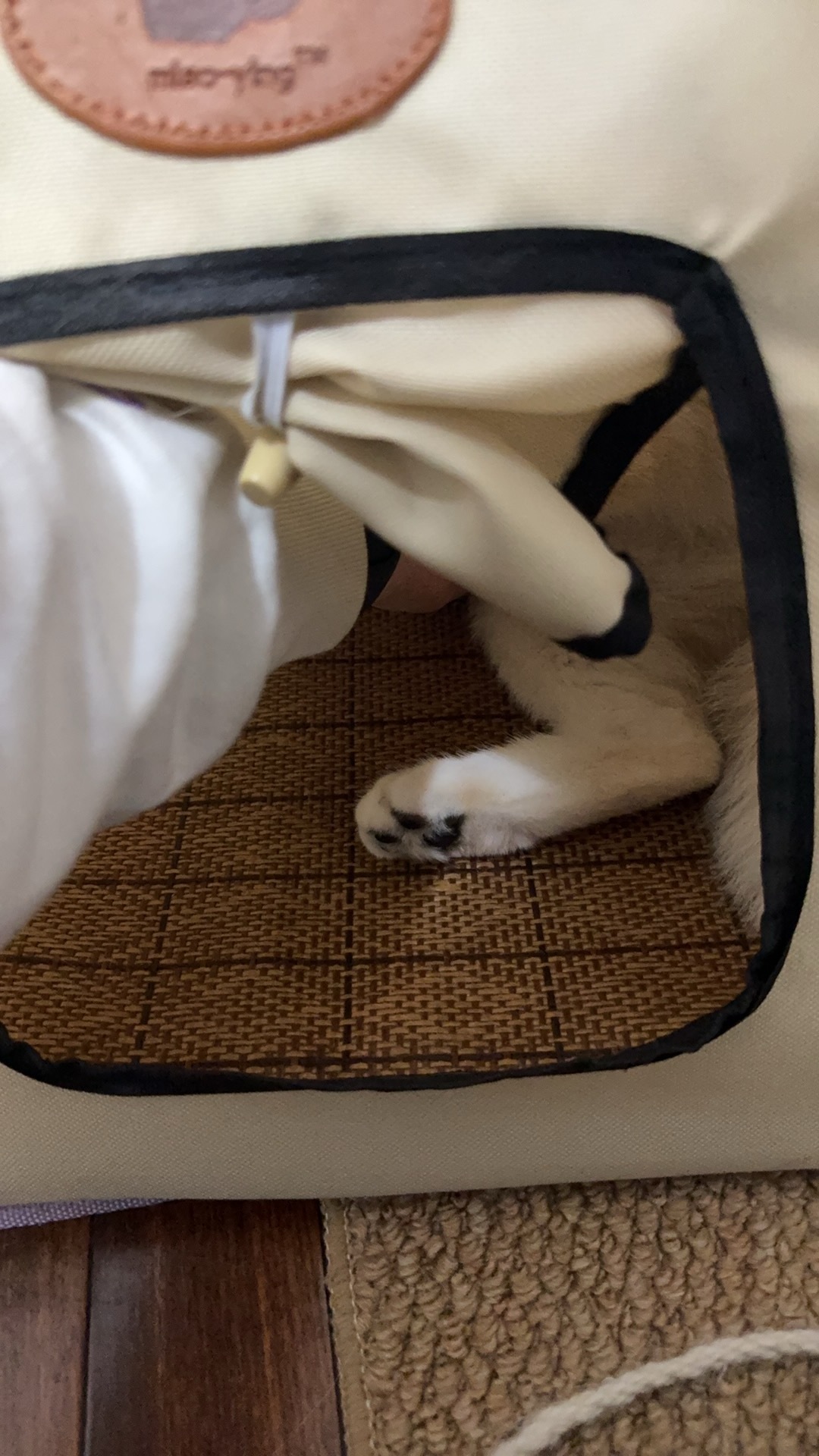 当发现99作为一只6斤不到的猫长了原始袋之后：（长了不就是要让人摸的