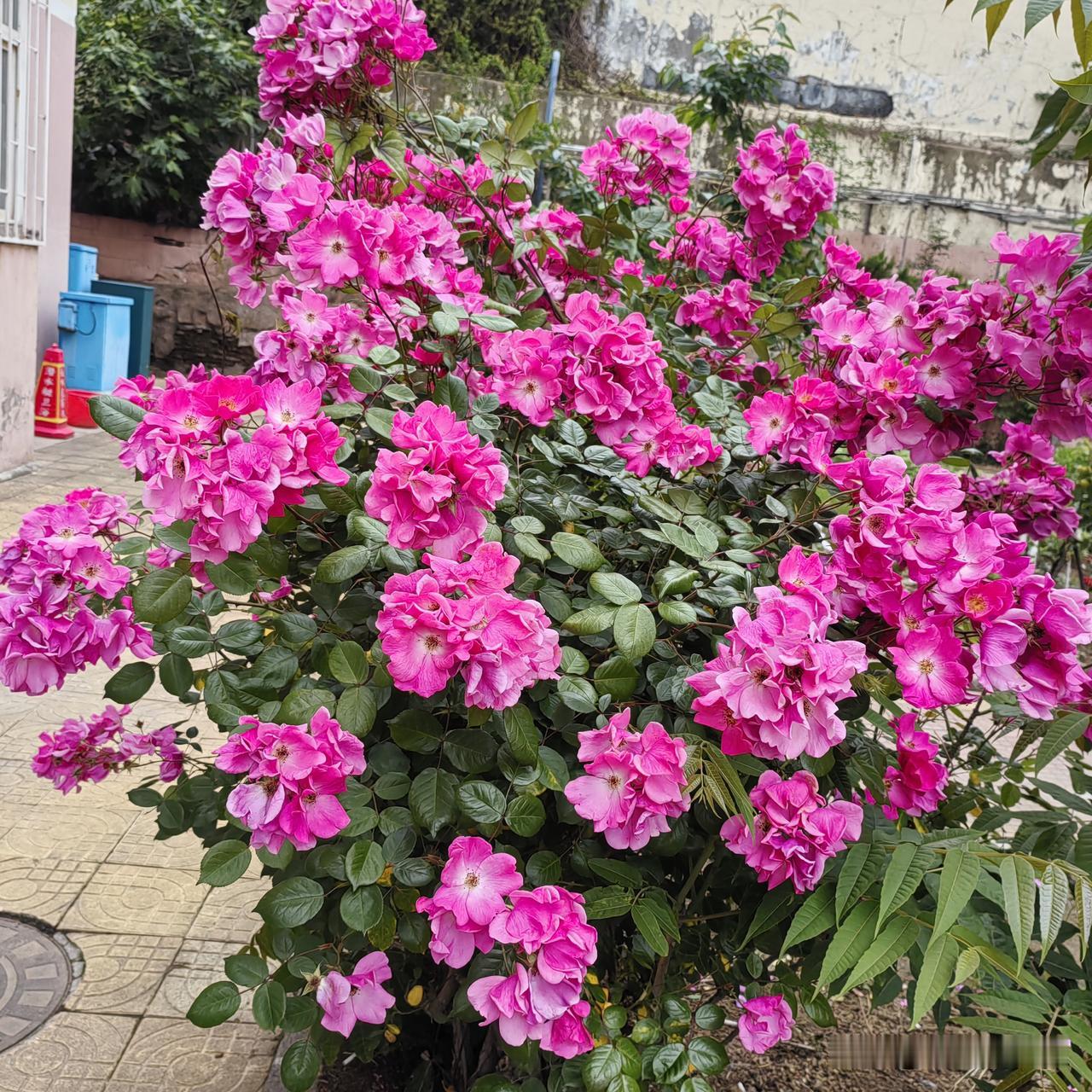 分享一张你拍的花，什么花都行