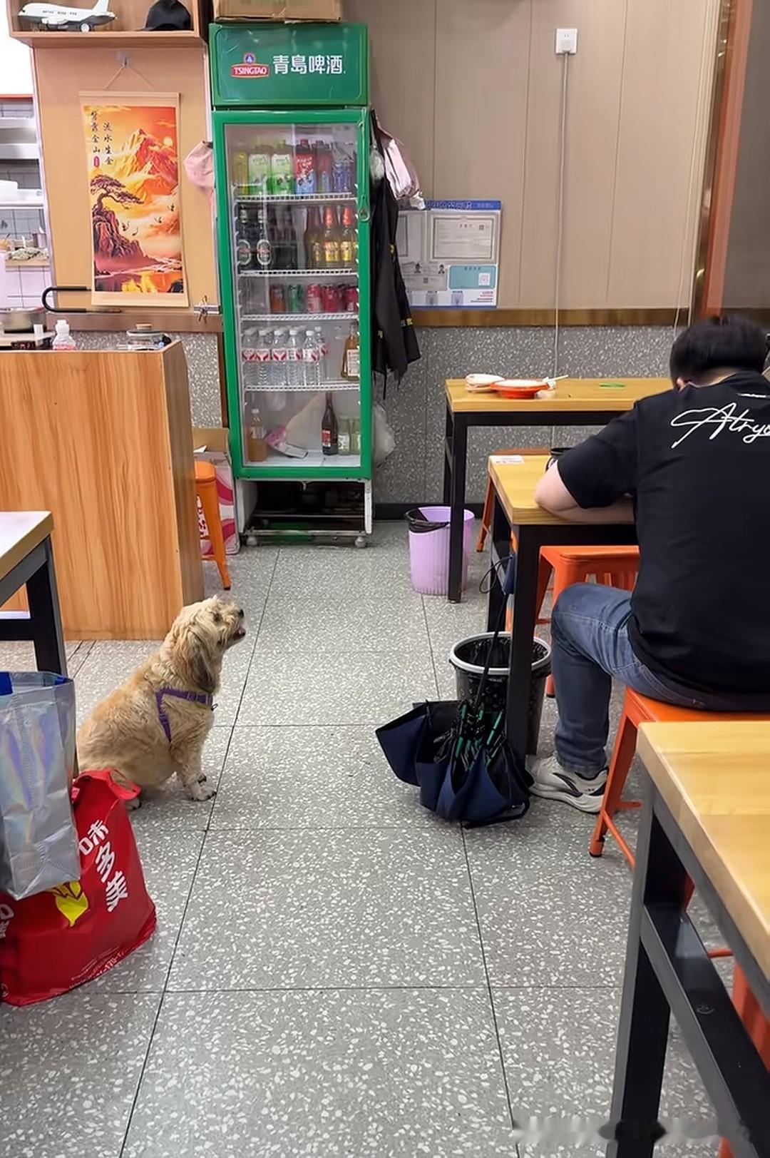 狗进店，但不上桌，大家能容忍吗？有网友在上海佘山湾美食广场的沙县美食店看到了狗进