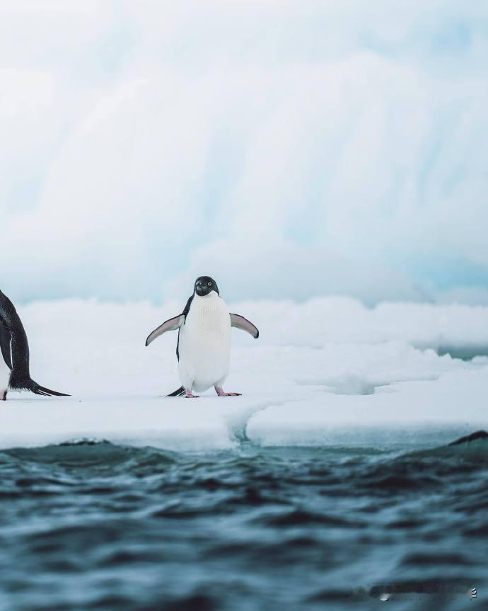 南极🐧
摄影师Luke Stackpoole 