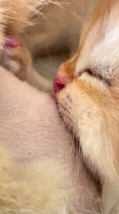 乖乖嘞，这猫妈的奶也太足了吧！喝得那叫一个痛快，小奶猫闭着眼咕咚咕咚猛吸，那声音