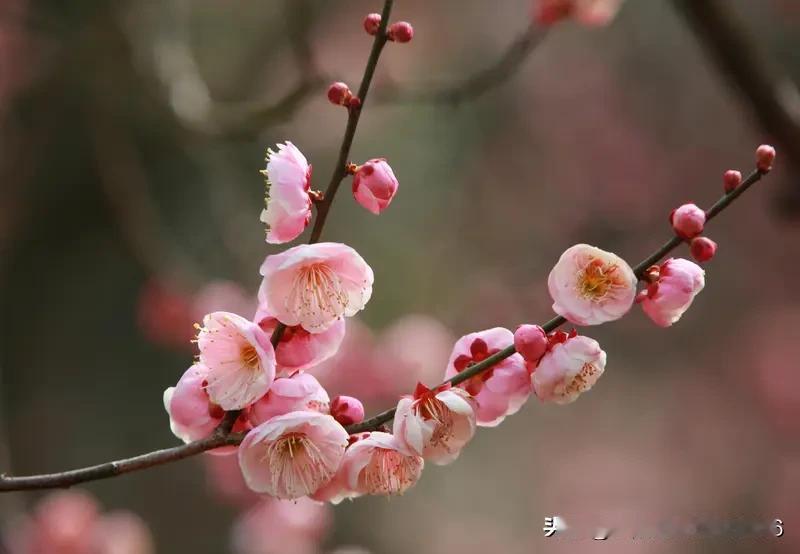 上联:冬风有意催梅绽
下联:霜露无声促菊残