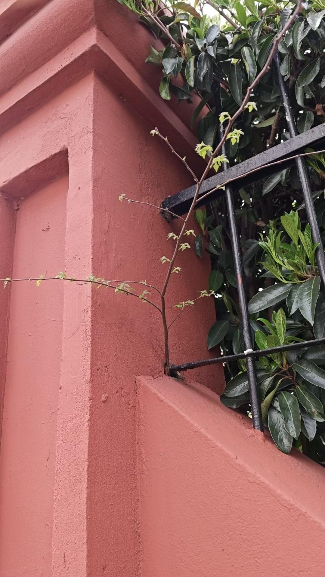 我要上精选-全民写作大赛纵然身处夹缝，也要向阳而生。