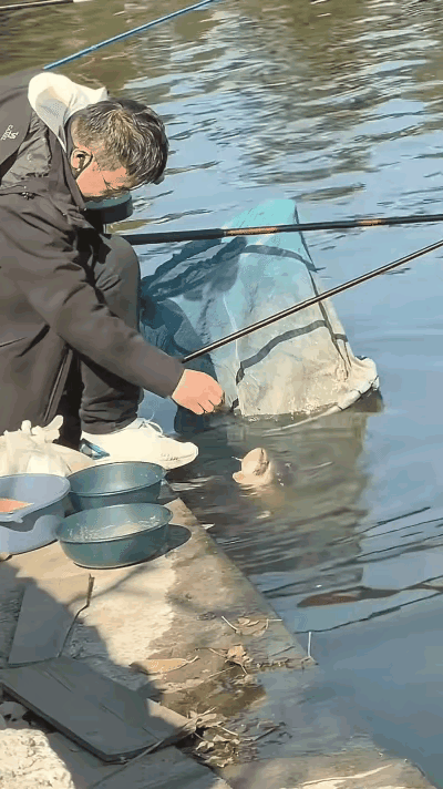 笑不活了！
山东青岛垂钓园这30斤大鱼也太会“变通”了吧！
知道10斤以上钓了必